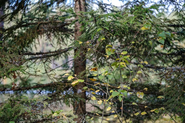 Détail forêt luxuriante chaotique texture abstraite de bois ancien et nouveau — Photo