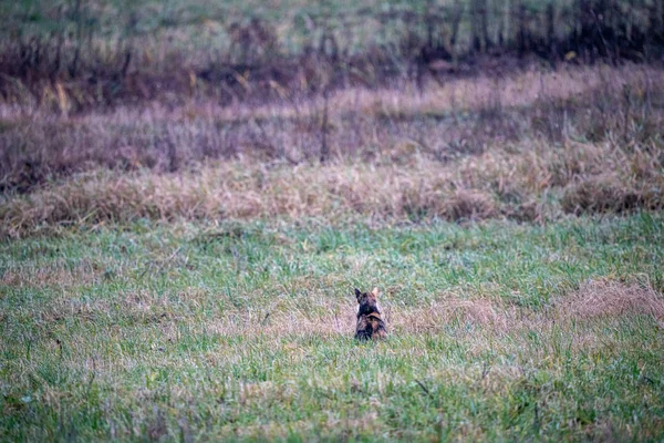 Akkers en weiden op het platteland in de herfst. panoramisch uitzicht — Stockfoto