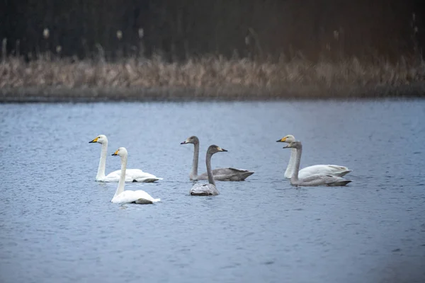 Flock svanar som badar i sjön innan de går söderut — Stockfoto