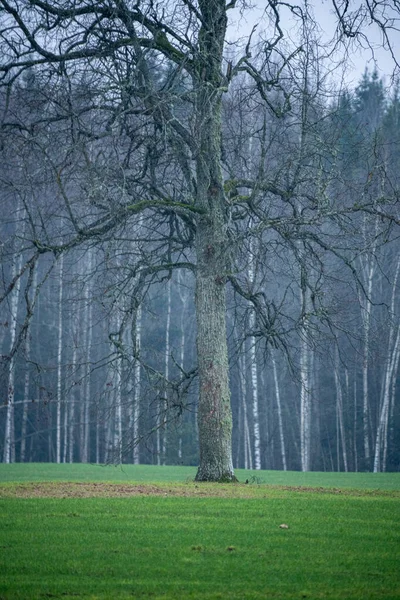 Jediný velký strom bez listí izolované v zelené krajině m — Stock fotografie