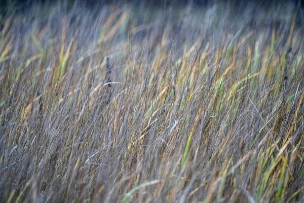 Islak sonbahar gününde doğal malzemelerin soyut dokusu — Stok fotoğraf