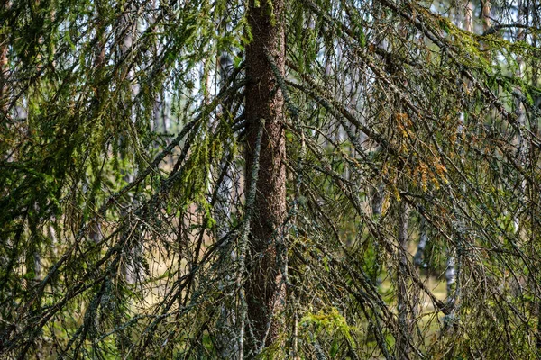 秋にコーンとトウヒの木 — ストック写真