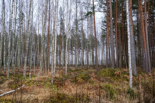 Kaotisk frodig skog detalj abstrakt struktur av gammalt och nytt trä — Stockfoto