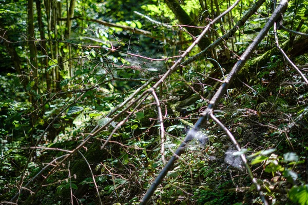 Dettaglio foresta lussureggiante caotico texture astratta di legno vecchio e nuovo — Foto Stock