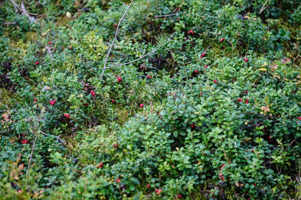 Abstrakt textur från naturliga material i våt höstdag — Stockfoto