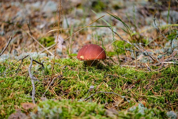 Recolección de setas en bosque húmedo de otoño — Foto de Stock