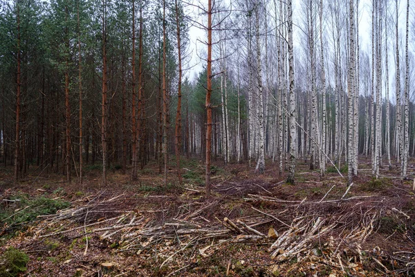 Хаотические пышные детали леса абстрактная текстура старой и новой древесины — стоковое фото