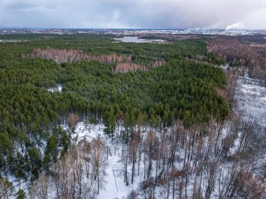 Kış ormanı yukarıdan. Kış ağaçlarının insansız hava görüntüsü. desenli orman