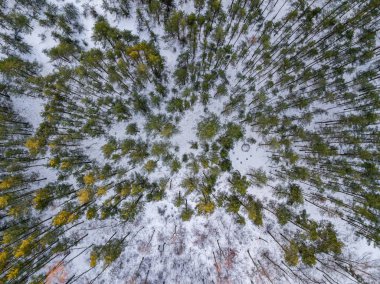 Kış ormanı yukarıdan. Kış ağaçlarının insansız hava görüntüsü. desenli orman