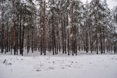 Karlı bir günde orman, karla kaplı kış ağaçlarında. Karanlık gökyüzü günü