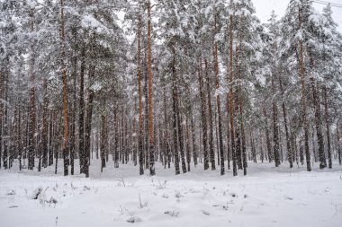 Karlı bir günde orman, karla kaplı kış ağaçlarında. Karanlık gökyüzü günü