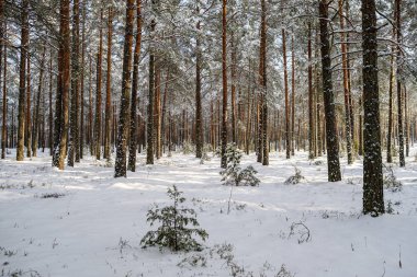Karlı bir günde orman, karla kaplı kış ağaçlarında. Karanlık gökyüzü günü