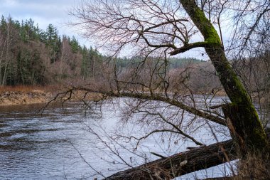 Sonbaharın sonlarında yaprakları olmayan, yarı donmuş bir nehir. Letonya 'daki Gauja nehri üzerindeki kısmi buz örtüsü