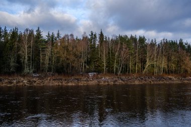 Sonbaharın sonlarında yaprakları olmayan, yarı donmuş bir nehir. Letonya 'daki Gauja nehri üzerindeki kısmi buz örtüsü