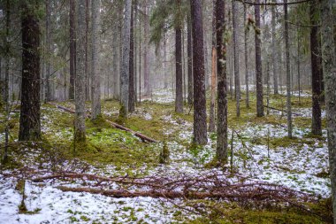 Çam ve çam ağaçlarıyla kaplanmış yosunlar. Kışın karanlık ormanlarda biraz erken kar yağar.