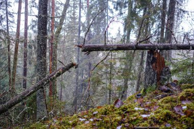 Kırık ağaç gövdesi, sonbaharda nemli ormanlarda yosunla kaplanmış.