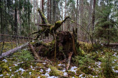 Kırık ağaç gövdesi, sonbaharda nemli ormanlarda yosunla kaplanmış.