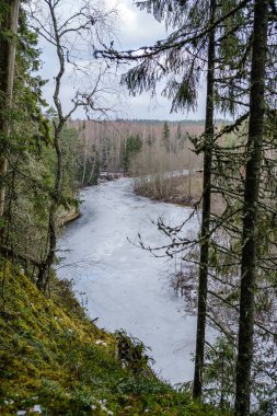 Sonbaharın sonlarında yaprakları olmayan, yarı donmuş bir nehir. Letonya 'daki Gauja nehri üzerindeki kısmi buz örtüsü
