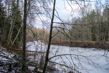 Sonbaharın sonlarında yaprakları olmayan, yarı donmuş bir nehir. Letonya 'daki Gauja nehri üzerindeki kısmi buz örtüsü