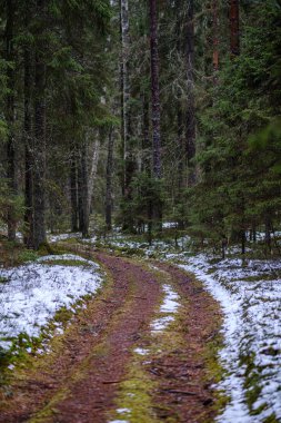 Kışın karanlık orman yolu kısmi kar ve yeşil yosun ile. çakıl tozu