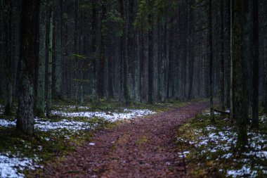 Kışın karanlık orman yolu kısmi kar ve yeşil yosun ile. çakıl tozu