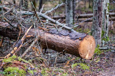 Kırık ağaç gövdesi, sonbaharda nemli ormanlarda yosunla kaplanmış.