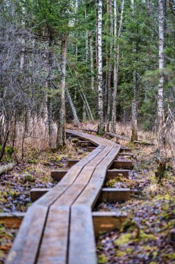 Kışın karanlık orman yolu kısmi kar ve yeşil yosun ile. çakıl tozu