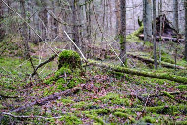 Kırık ağaç gövdesi, sonbaharda nemli ormanlarda yosunla kaplanmış.