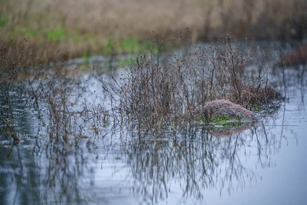 Rivière Moitié Gelée Fin Automne Avec Des Arbres Sans Feuilles — Photo