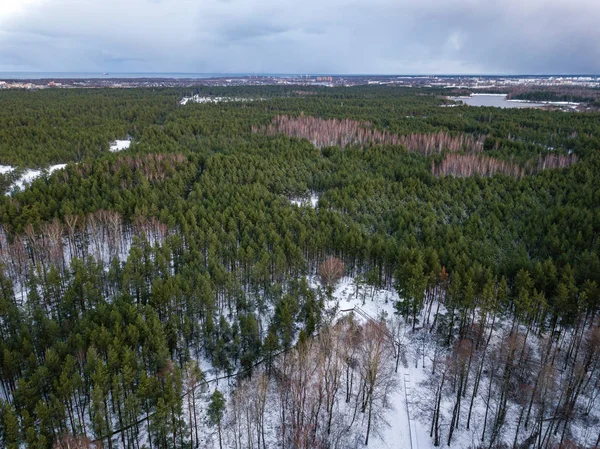 Floresta Inverno Cima Imagem Aérea Drone Árvores Inverno Madeiras Texturizadas — Fotografia de Stock