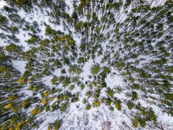 Téli Erdő Fentről Drón Légi Kép Téli Fákról Textúrált Erdő — Stock Fotó