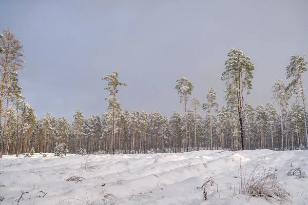 Forêt Dans Journée Enneigée Dans Les Arbres Hiver Couverts Neige — Photo