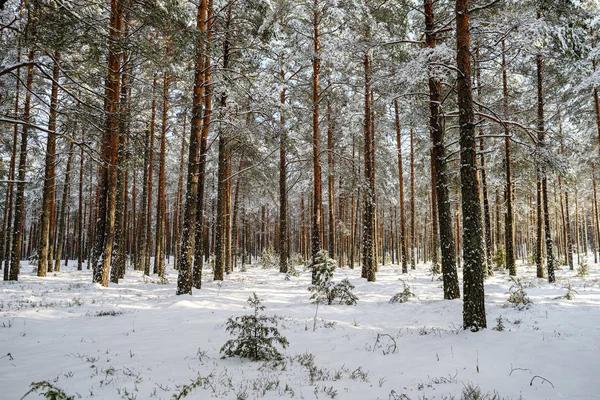 Las Śnieżny Dzień Zimowy Drzewo Pokryty Śnieg Ciemne Niebo Dzień — Zdjęcie stockowe