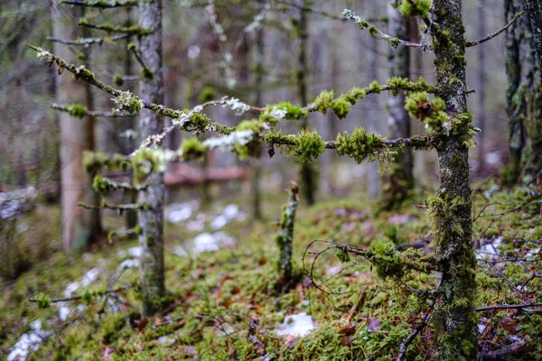 Mos Bedekt Dennen Sparren Boom Donker Bos Winter Met Wat — Stockfoto