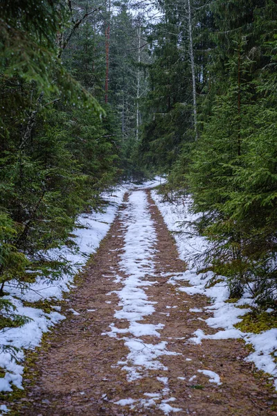 dark forest road in winter with partial snow and green moss. gravel dust