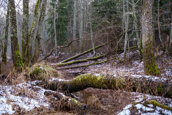 在潮湿的森林里 被苔藓覆盖着的破旧树干残枝 — 图库照片