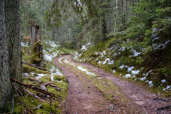 dark forest road in winter with partial snow and green moss. gravel dust