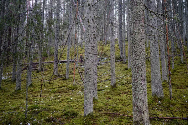 Mossbelagd Tall Och Gran Träd Mörk Skog Vintern Med Några — Stockfoto