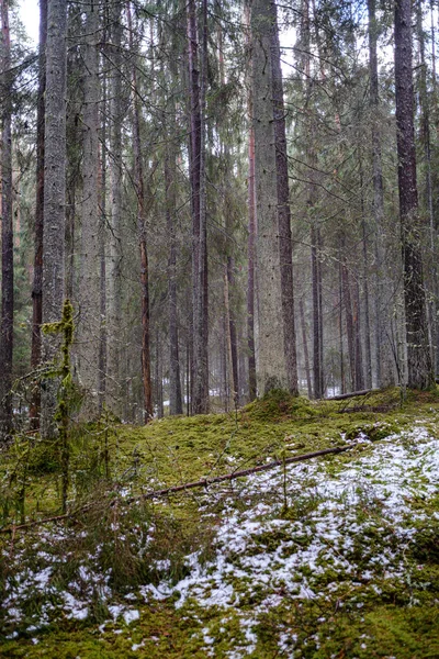 Moos Bedeckte Kiefern Und Fichten Dunklen Wald Winter Mit Etwas — Stockfoto