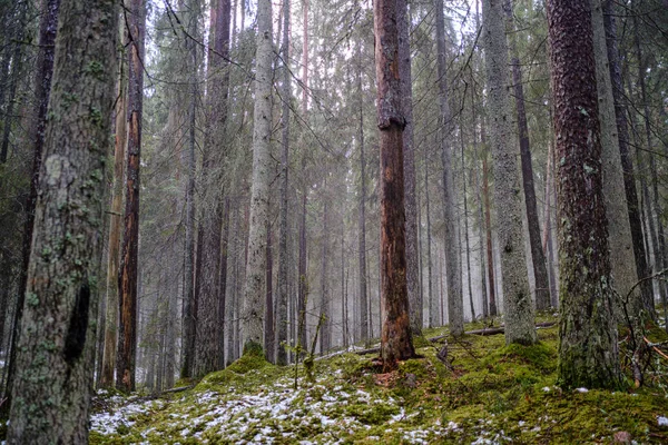 Mossbelagd Tall Och Gran Träd Mörk Skog Vintern Med Några — Stockfoto