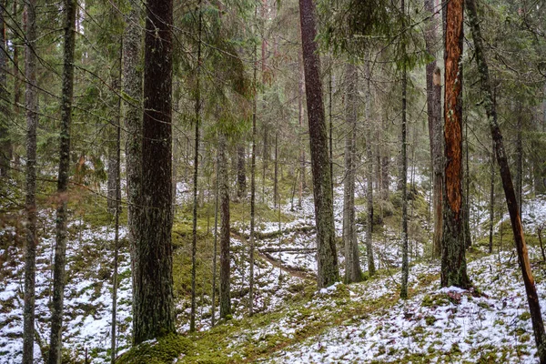 Mech Pokryl Borovice Smrk Strom Tmavý Les Zimě Nějakou Ranní — Stock fotografie