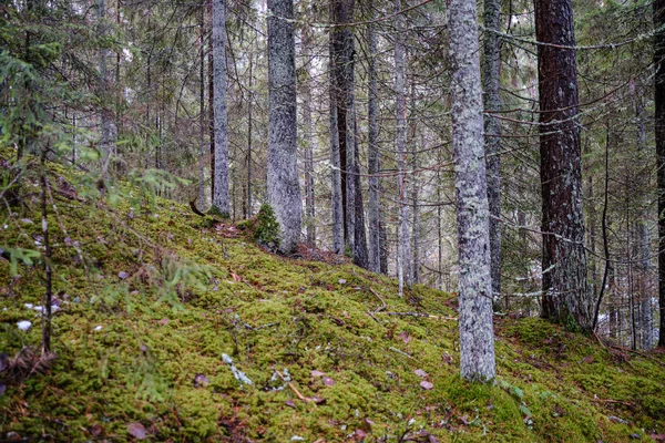 Moss Covered Pine Spruce Tree Dark Forest Winter Some Earlie — ストック写真