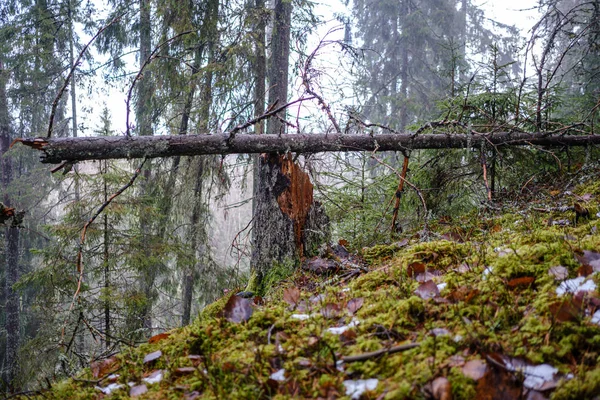 Stary Pęknięty Pień Drzewa Pokryty Mchem Wilgotnym Lesie Jesienią — Zdjęcie stockowe