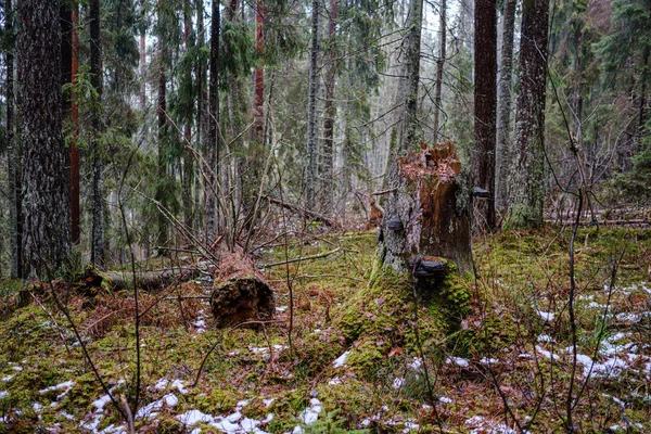 Starý Polámaný Kmen Stromu Pahýl Pokrytý Mechem Mokrém Lese Podzim — Stock fotografie