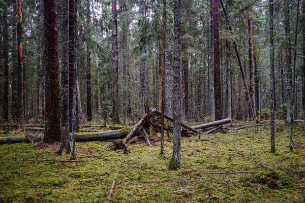 Stary Pęknięty Pień Drzewa Pokryty Mchem Wilgotnym Lesie Jesienią — Zdjęcie stockowe