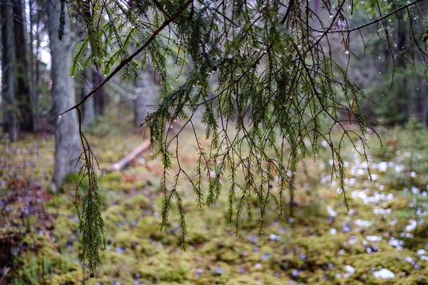 Мхом Покрытые Сосны Ели Темные Леса Зимой Некоторыми Раннего Снега — стоковое фото