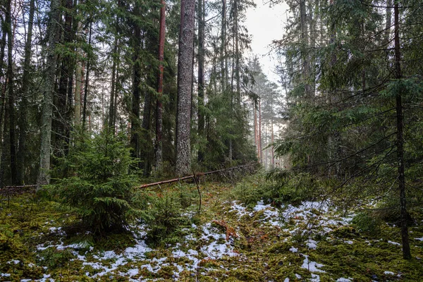 Viejo Tronco Árbol Roto Cubierto Musgo Bosque Húmedo Otoño —  Fotos de Stock