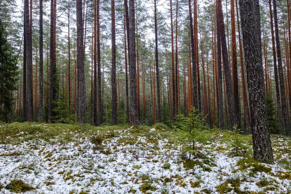 Muschio Coperto Pino Abete Rosso Foresta Scura Inverno Con Neve — Foto Stock