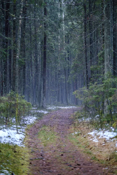 dark forest road in winter with partial snow and green moss. gravel dust