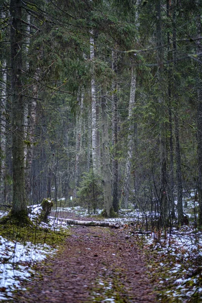 Camino Oscuro Del Bosque Invierno Con Nieve Parcial Musgo Verde —  Fotos de Stock